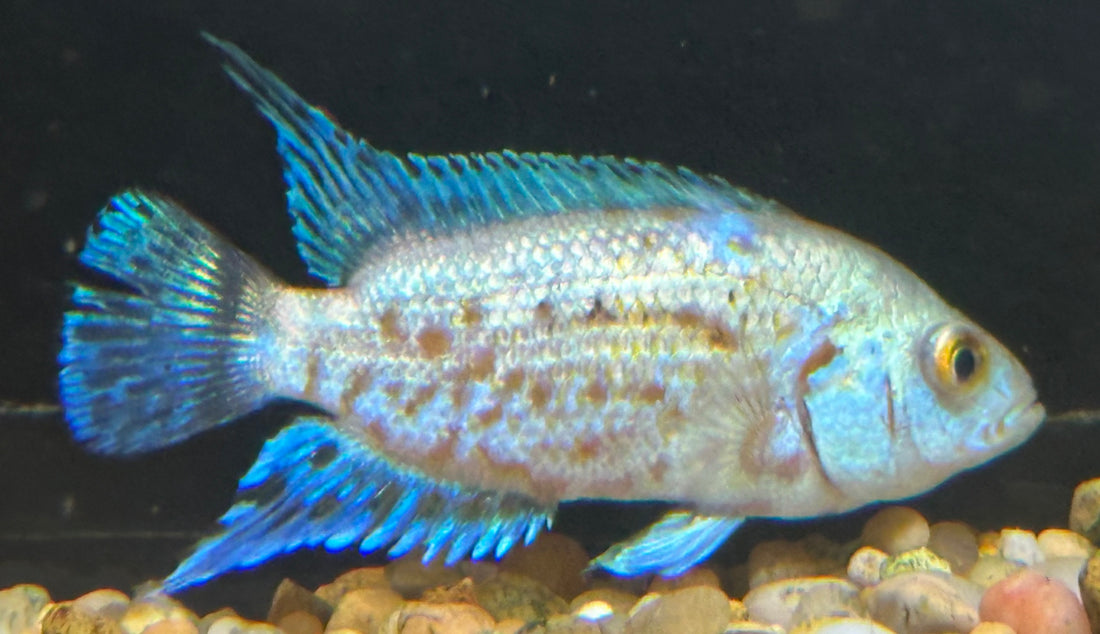 Electric Pink Jack Dempsey (2.5”)