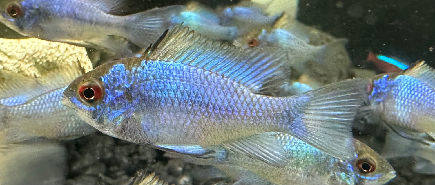 Electric Blue Ram (1.25”)