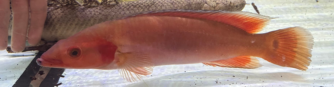 XL Fire Red Atabapo Pike Cichlid (12”)