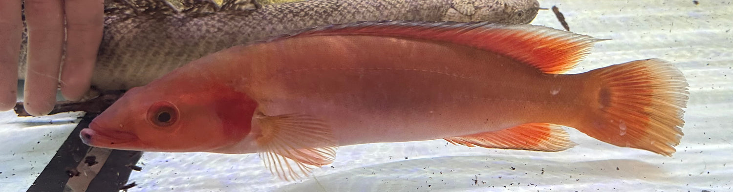 XL Fire Red Atabapo Pike Cichlid (12”)