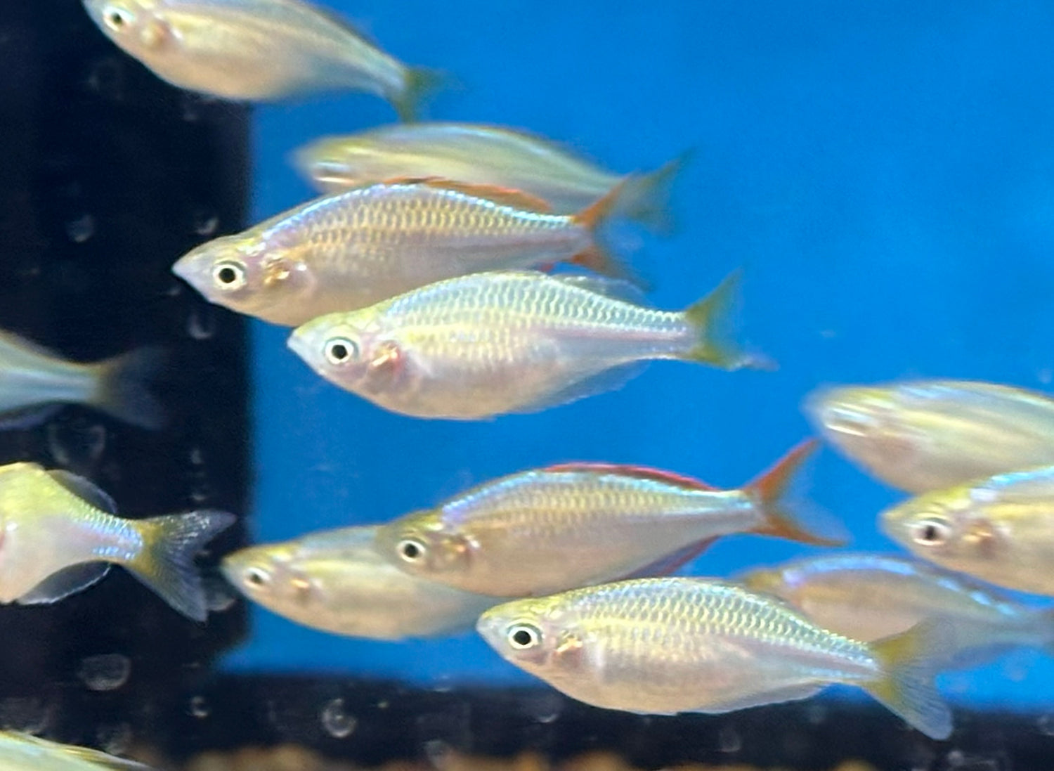 Arcoíris neón enano (1,25”)