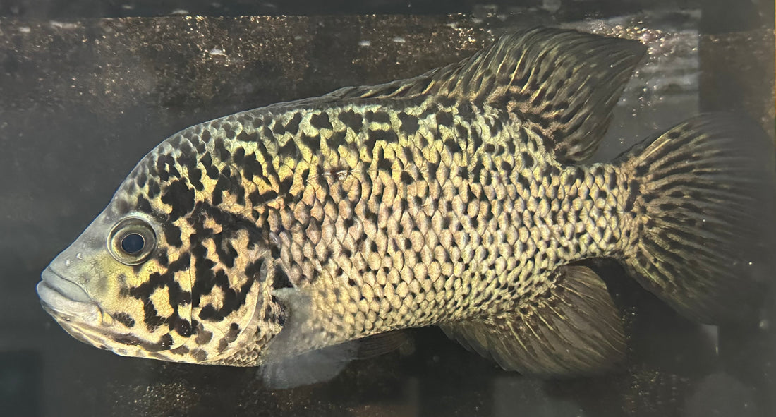 XL Cuban Cichlid (7.5-8”)