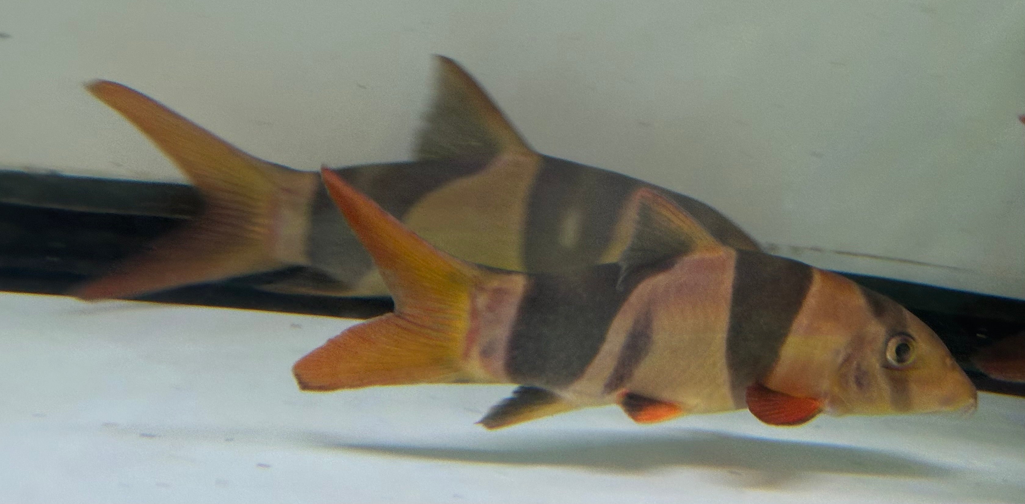 LARGE Clown Loach (7-7.5”)