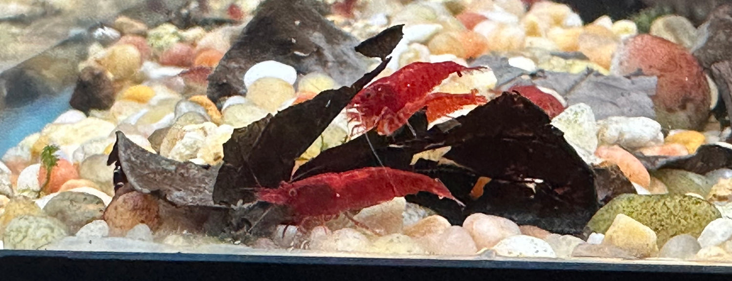 Red Neocardinia Shrimp (.75-1”)