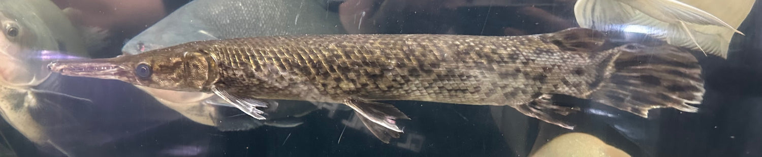 XL Alligator Gar (24-25”+)