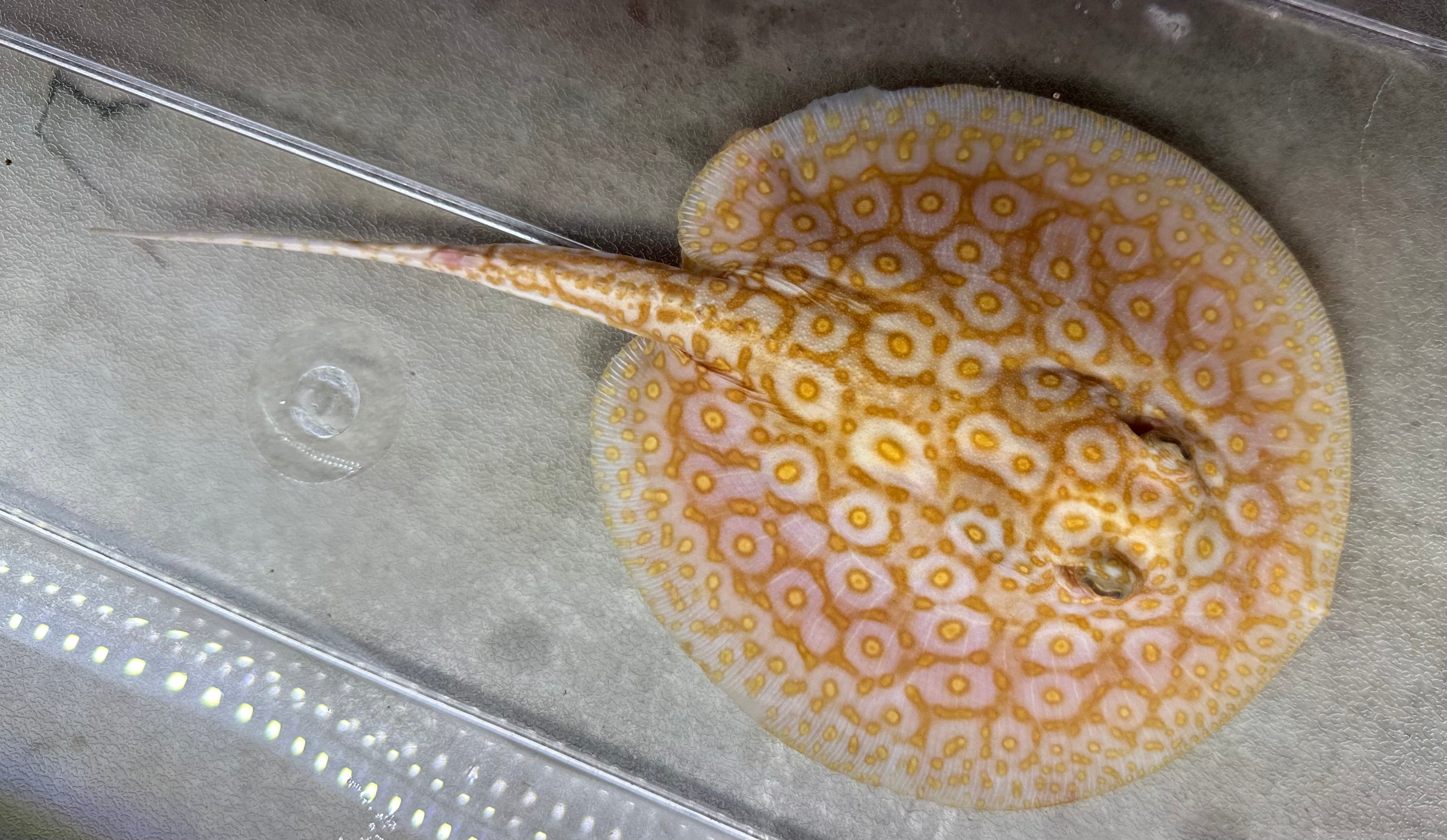 Albino Pearl Stingray (Male 6”)