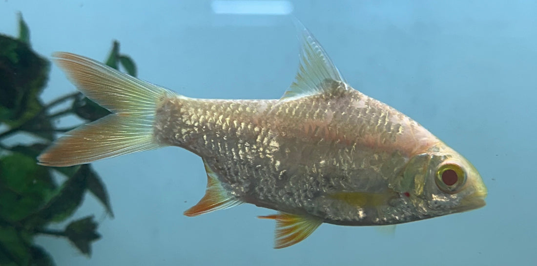 Albino Tinfoil Barb (4-4.5”)