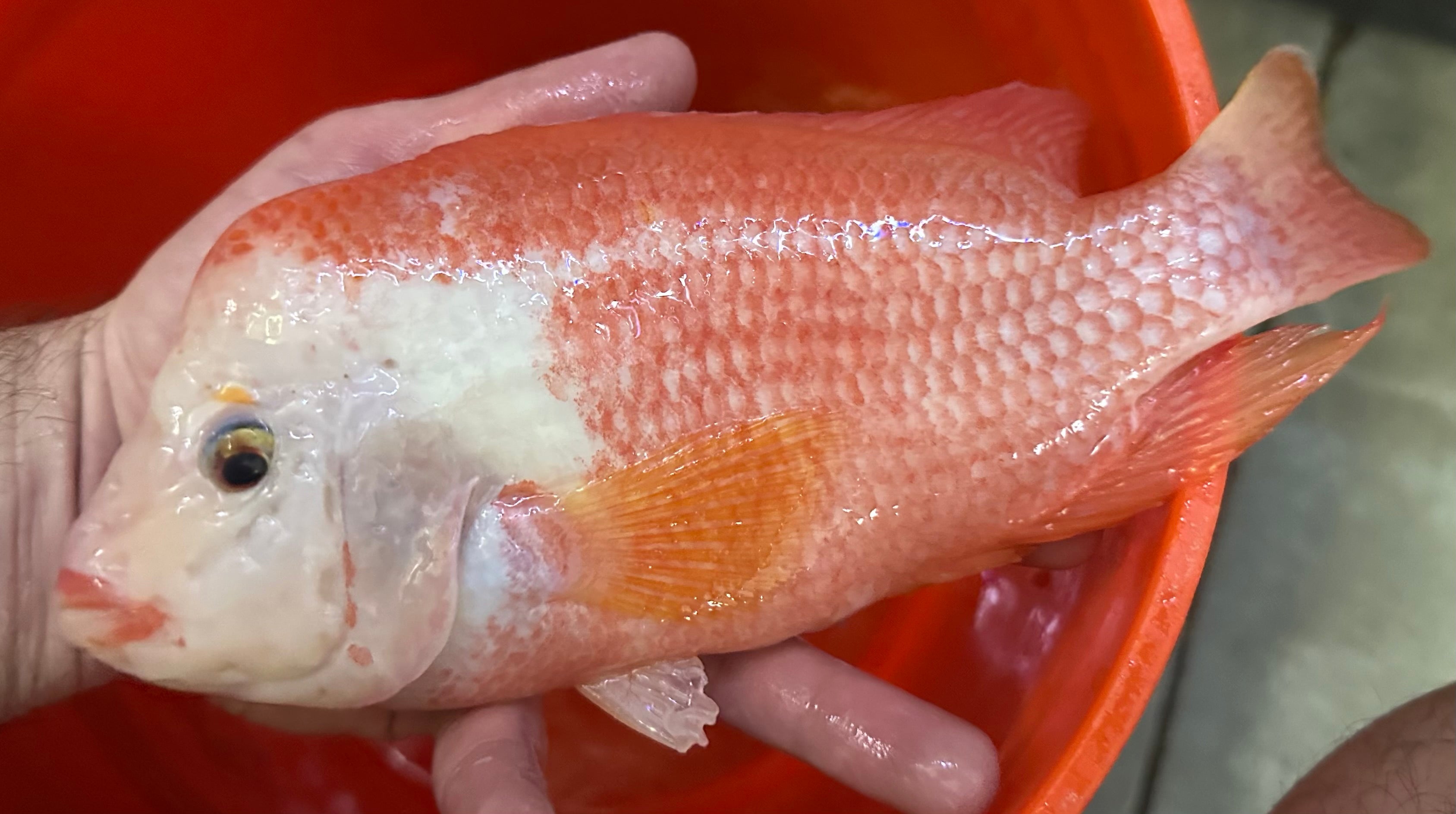 XL White Face Midas Cichlid (8”)