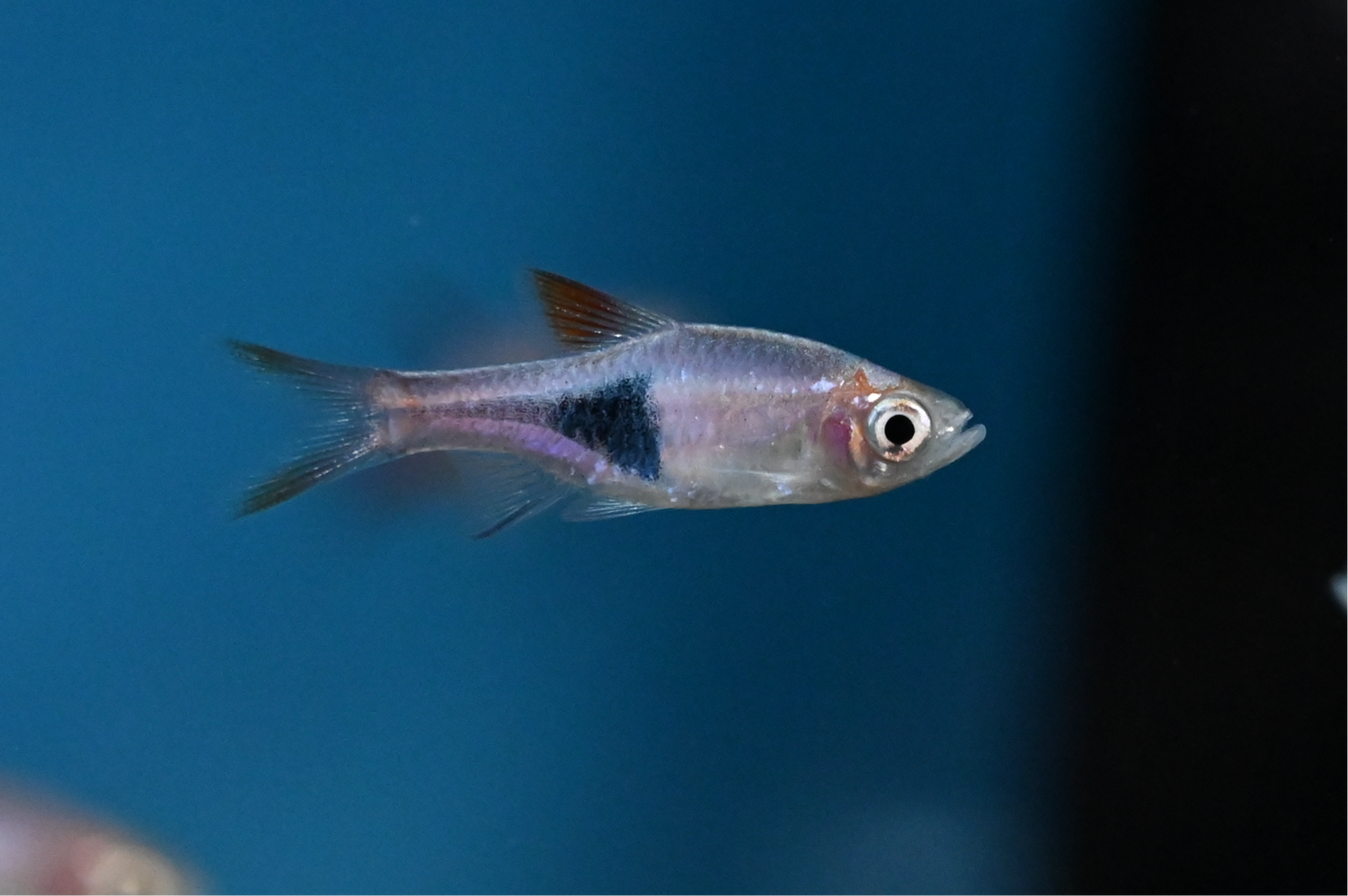 Rasbora arlequín (0,75-1”)