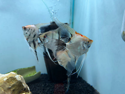 Assorted XL Angel Fish (3”+)