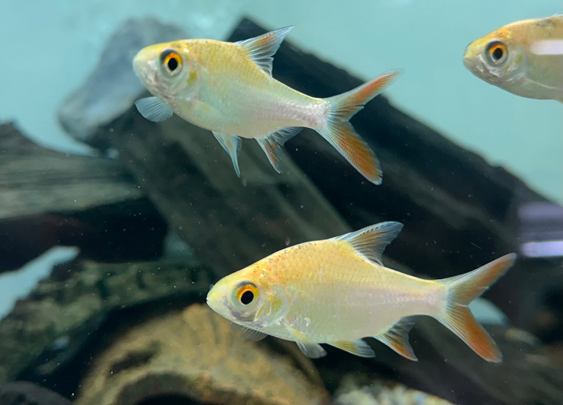 Xanthic Tinfoil Barb (2.5”+)