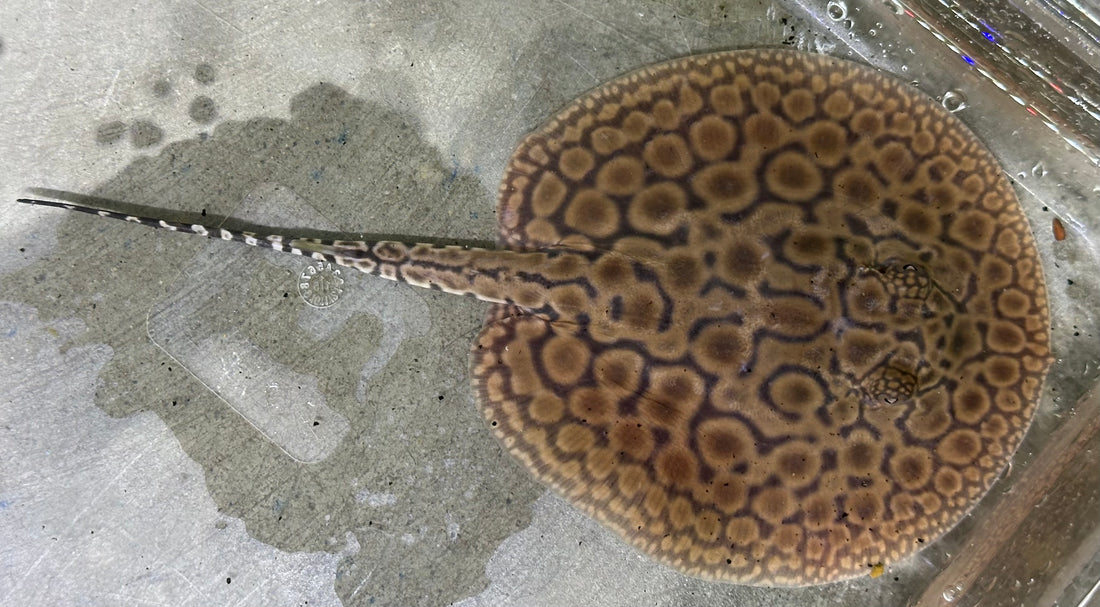 Motoro Hybrid Stingray (Female 5”)