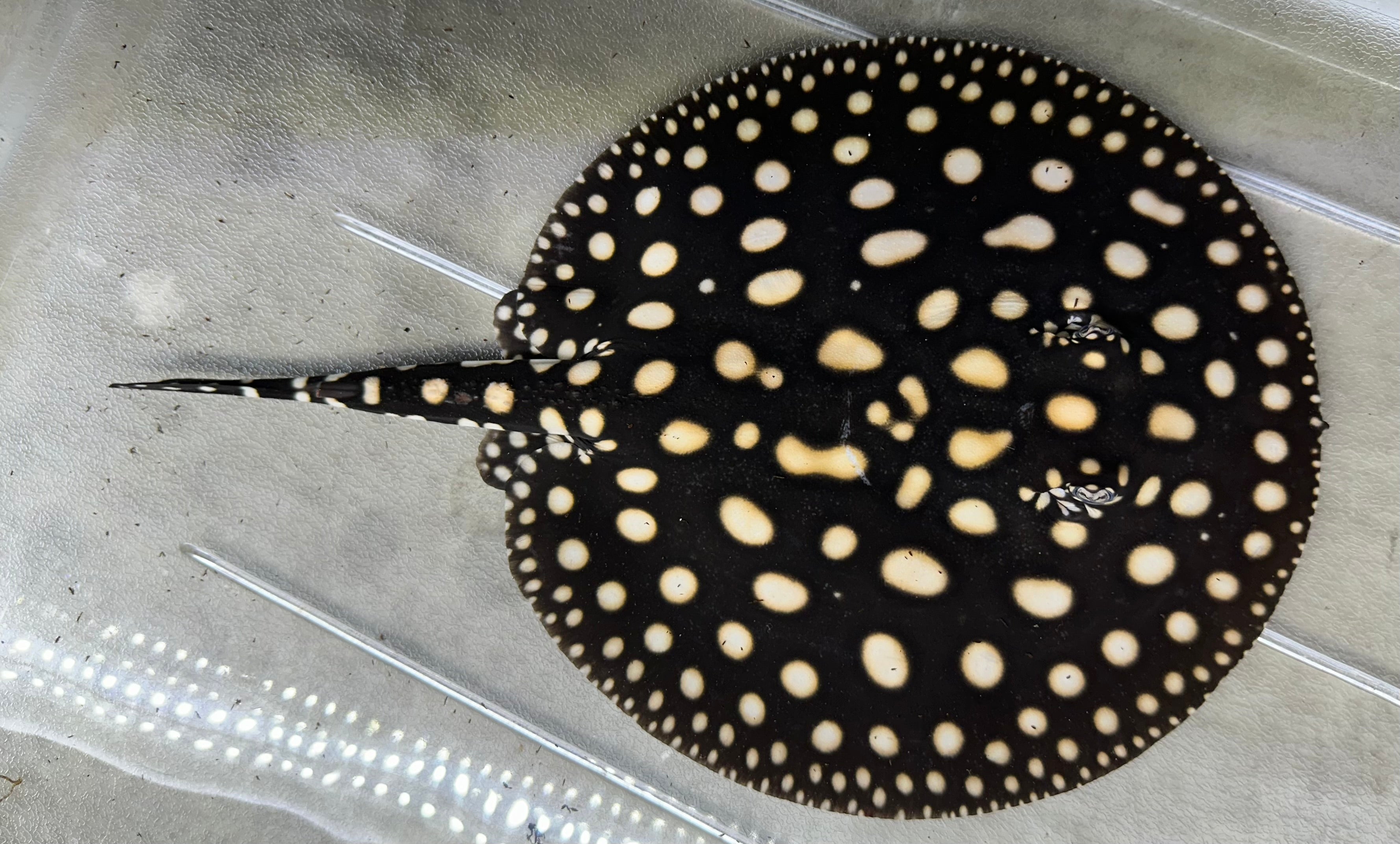 Black Diamond Stingray (Male 7”)