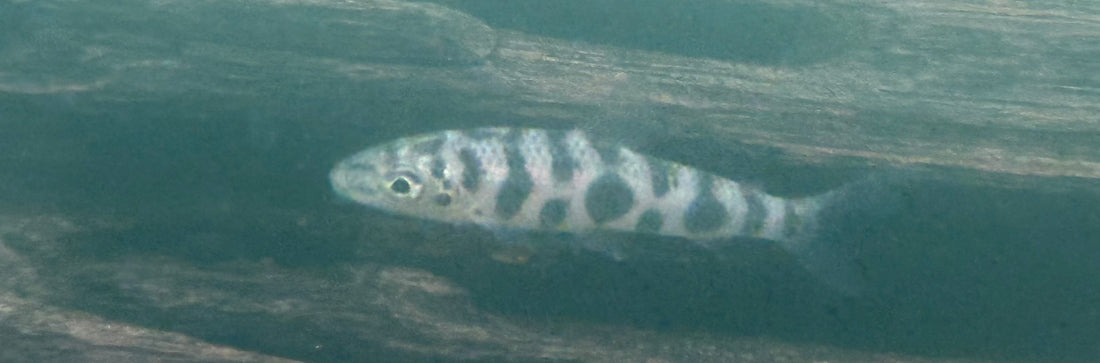 Leporinus octomaculatus (1.75-2”)