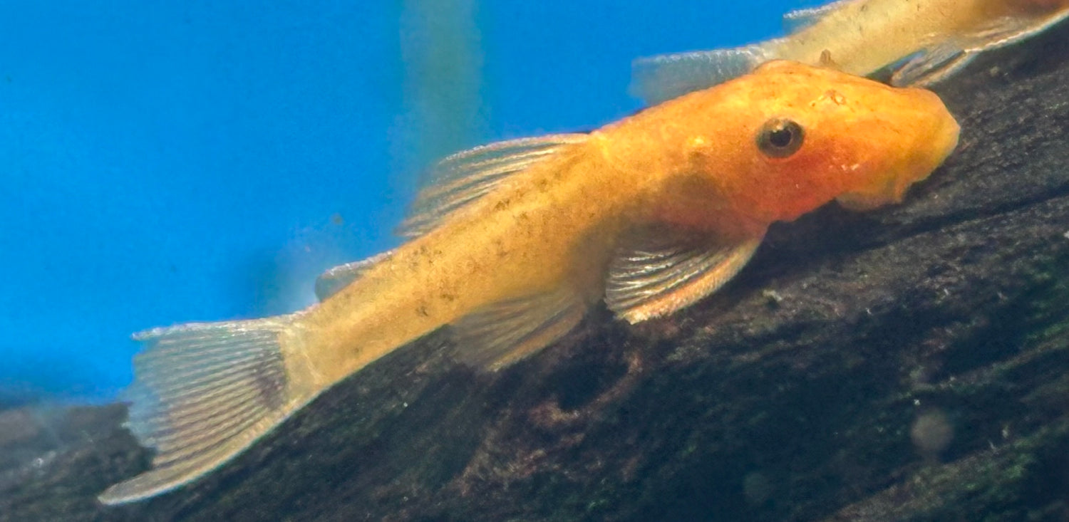 BABY Super Red Bushynose Pleco (1”)