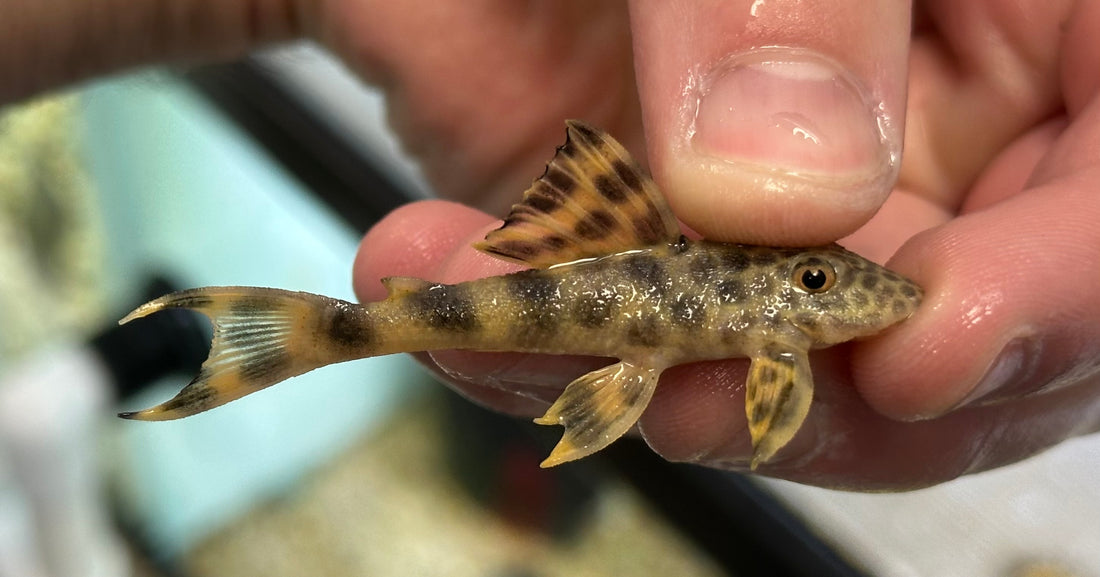 L075 Para Pleco (2”)