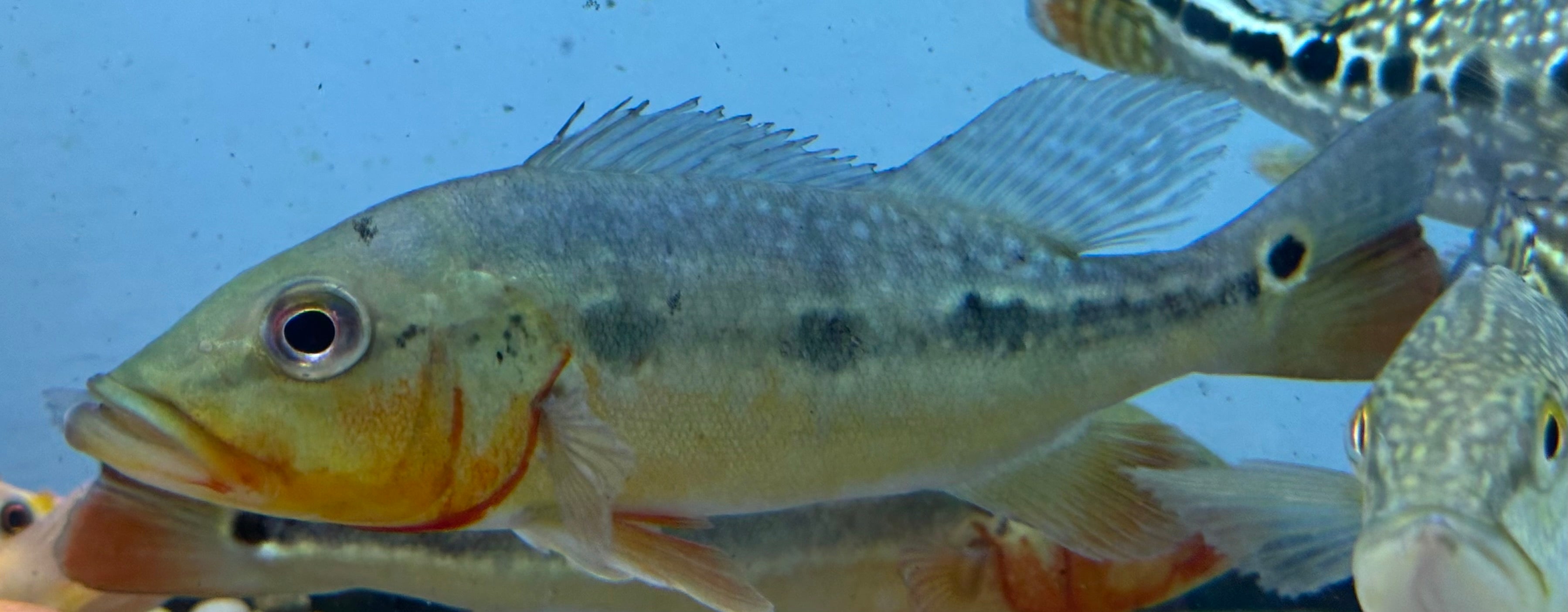 Fogo Peacock Bass (6-7”)