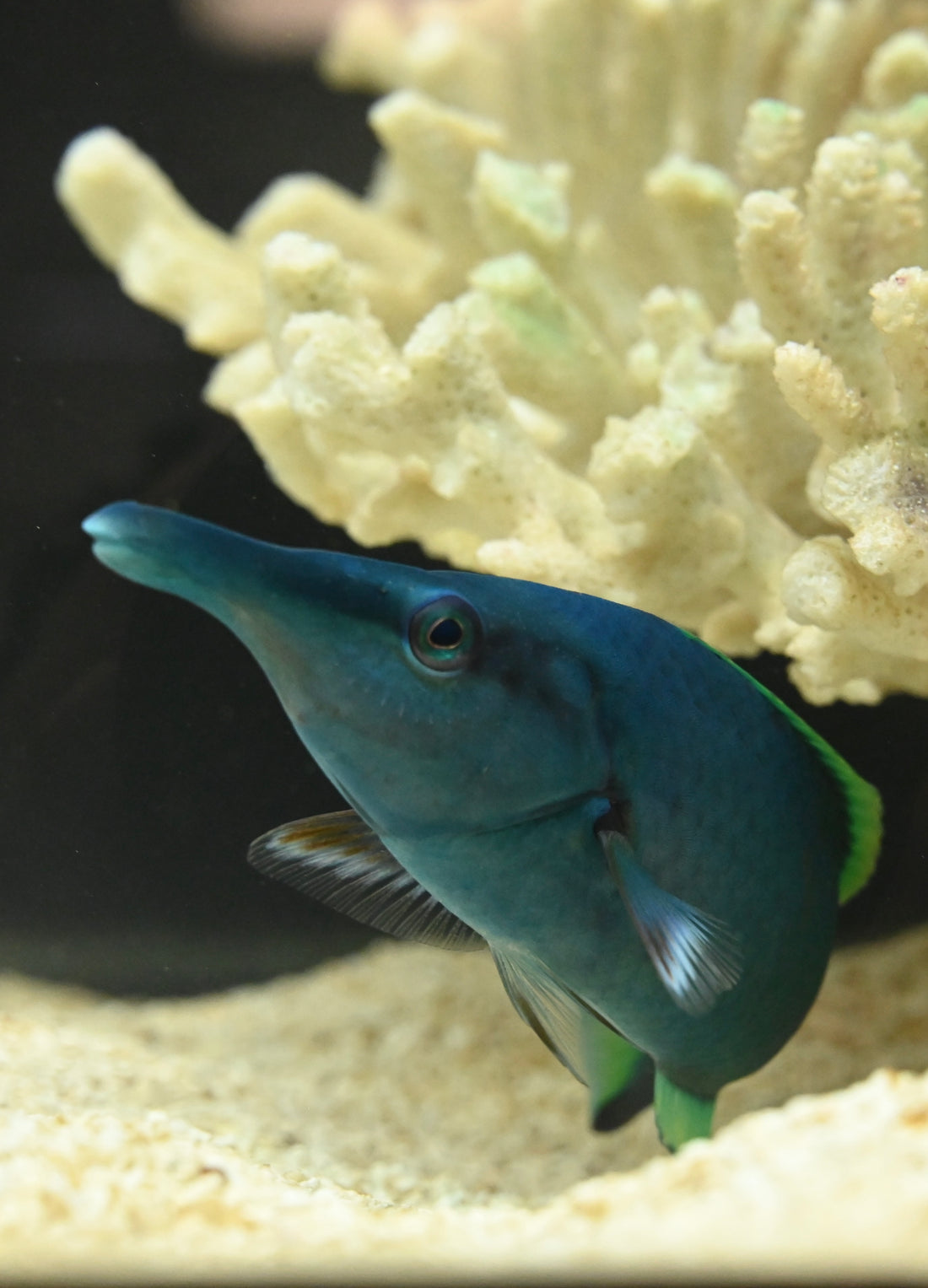 Male Green Bird Wrasse (4-5”)