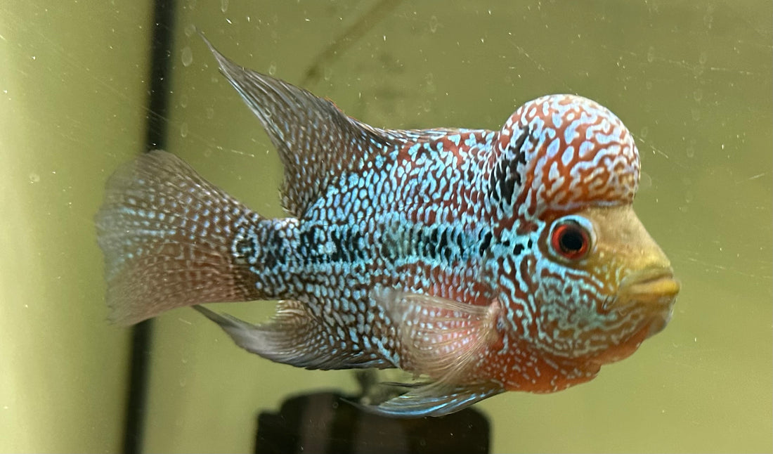 Red Dragon Flowerhorn (5.5”)