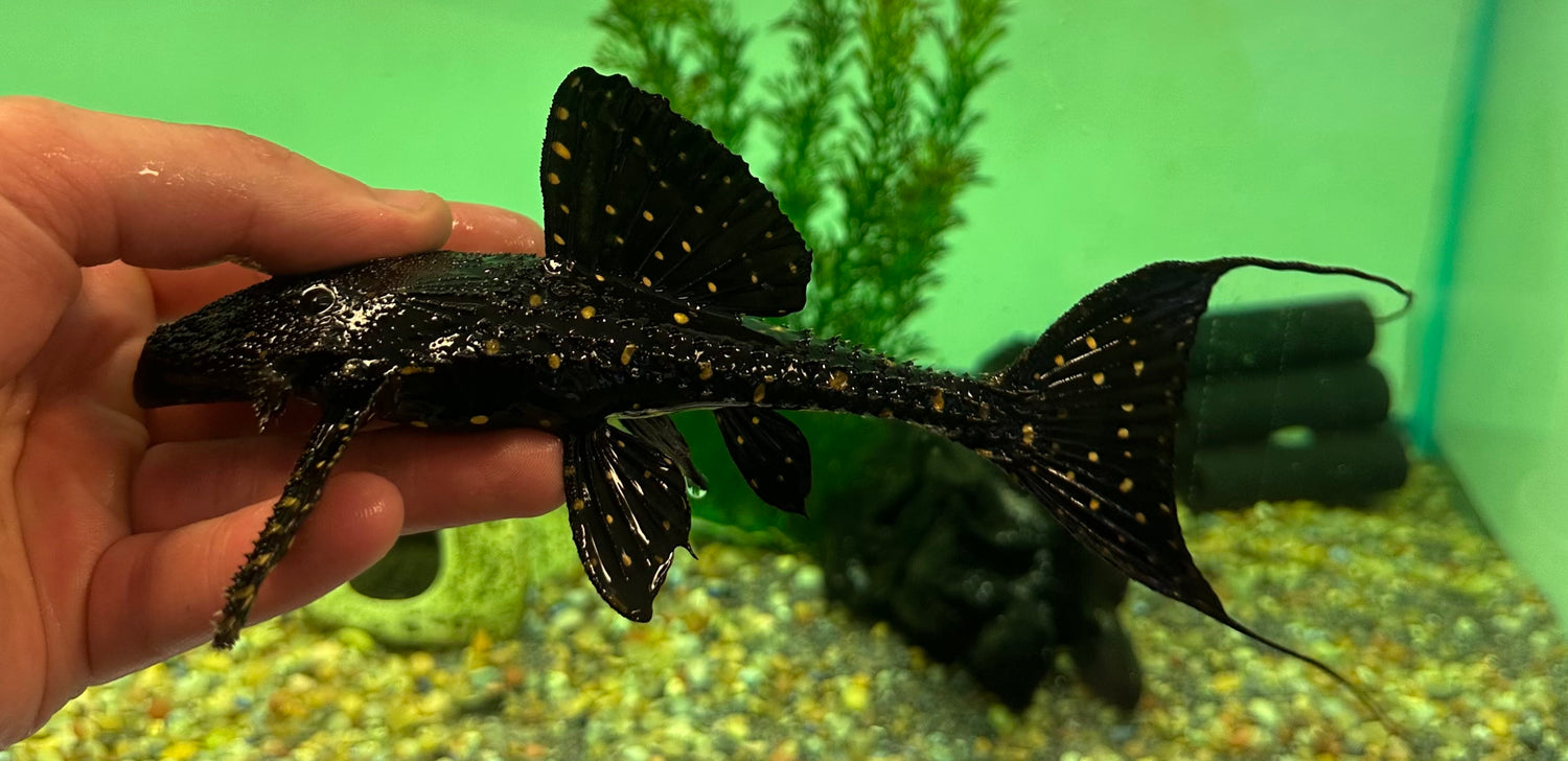 L155 Adonis Pleco (7-8”)
