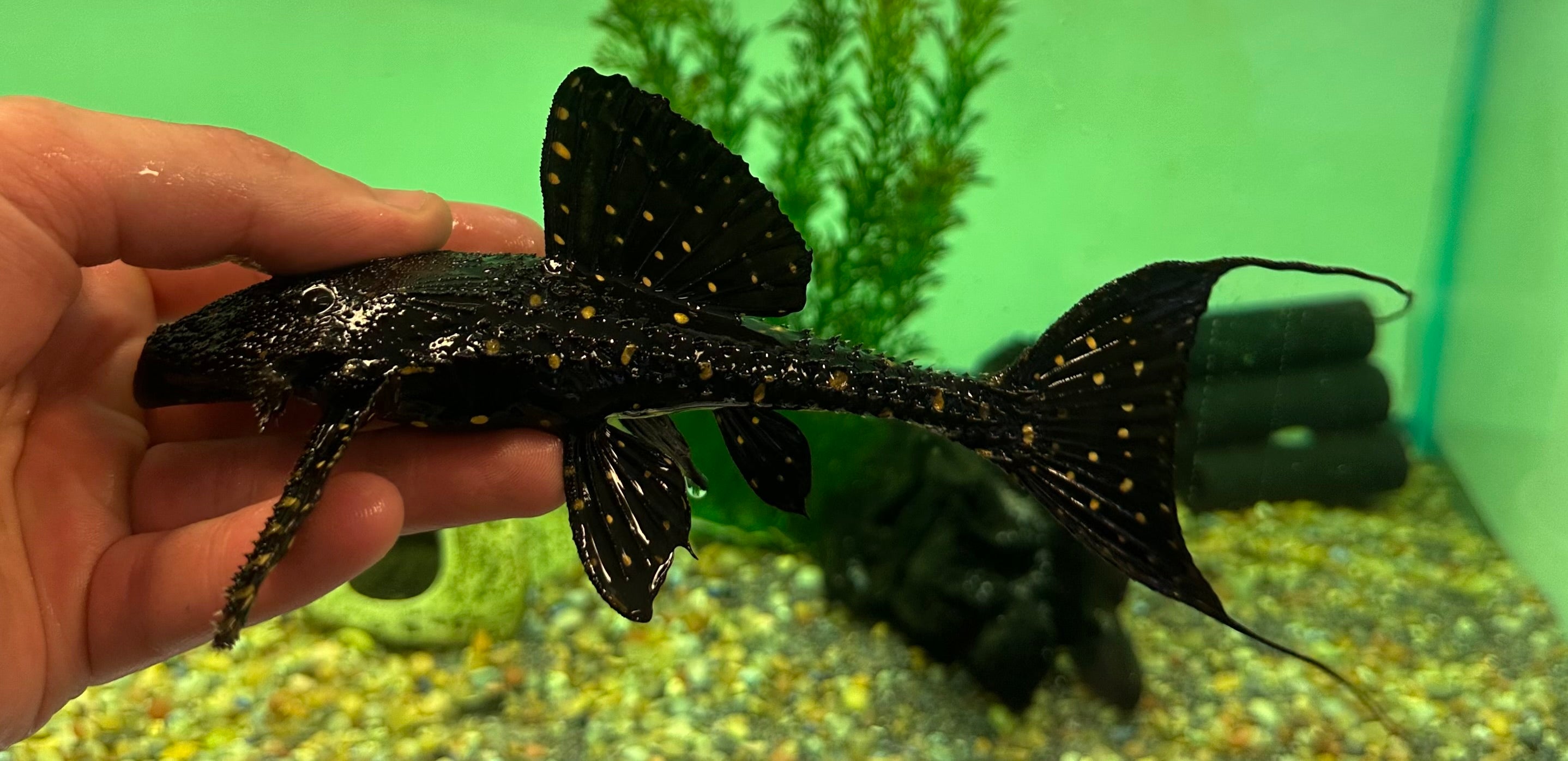 L155 Adonis Pleco (7-8”)