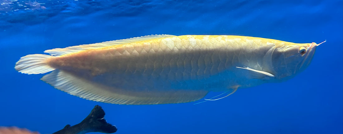 Arowana XXL Plata Albina (24”+)