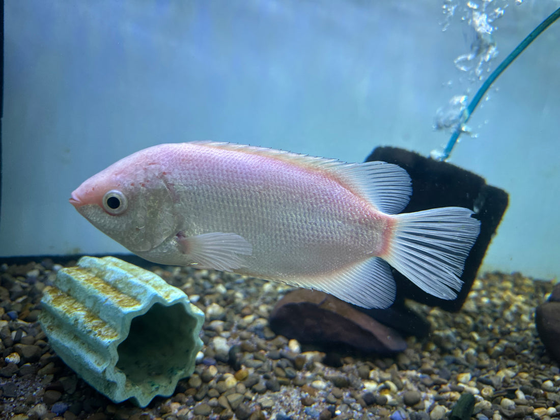 Jumbo Pink Kissing Gourami (6-7”)