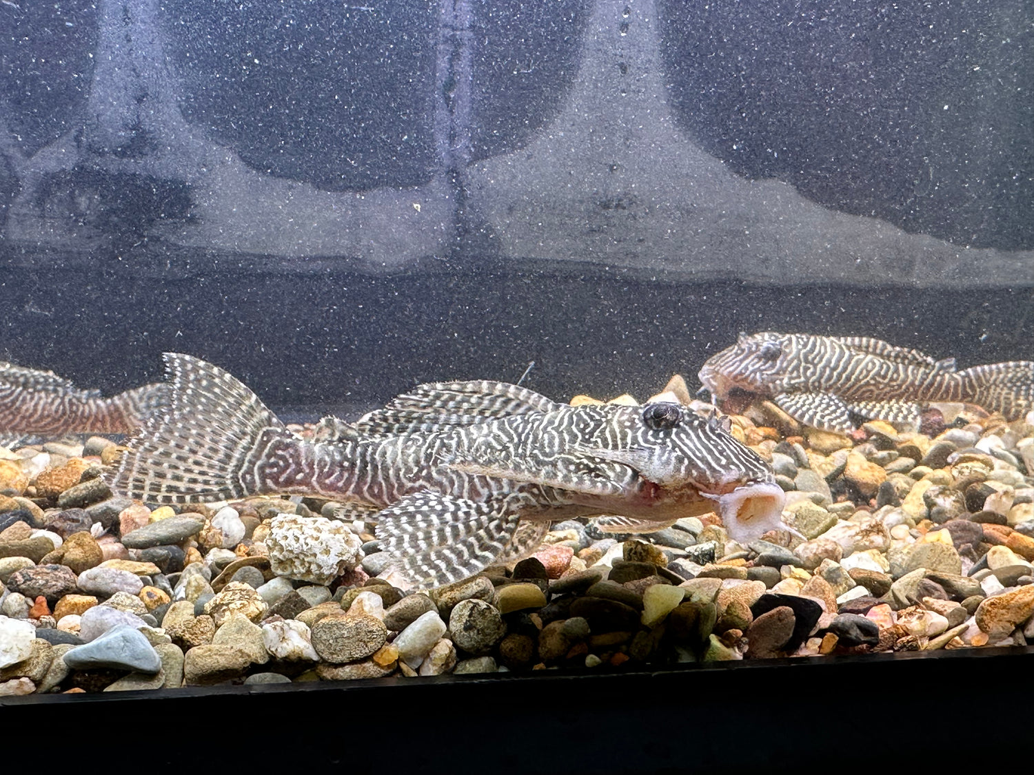 L260 Pleco reina arabesco (2-2,5”)