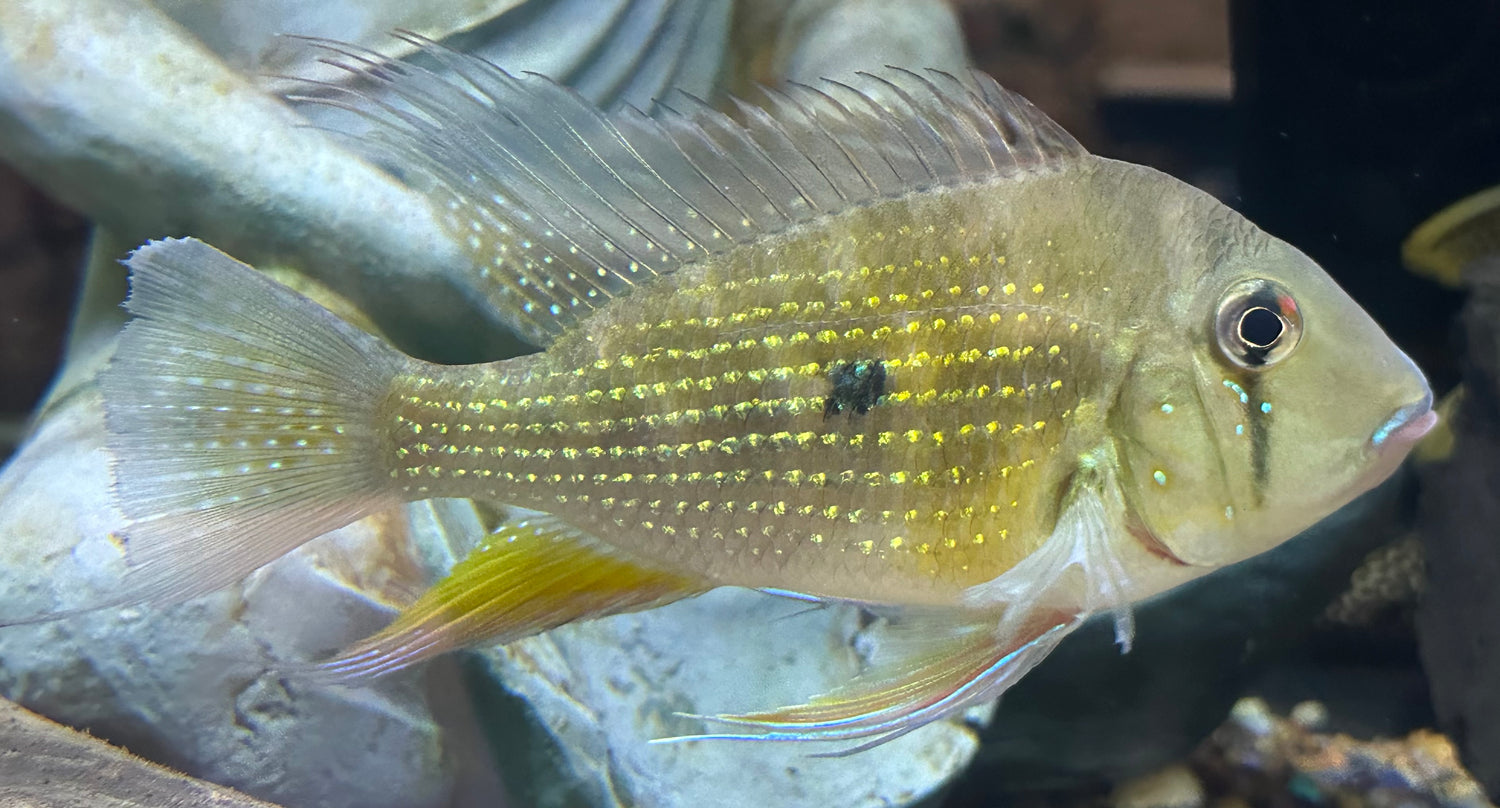 LARGE Heckelii Geophagus (5.5-6”)