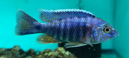 Assorted Male Peacock Cichlid (3.5-4”)