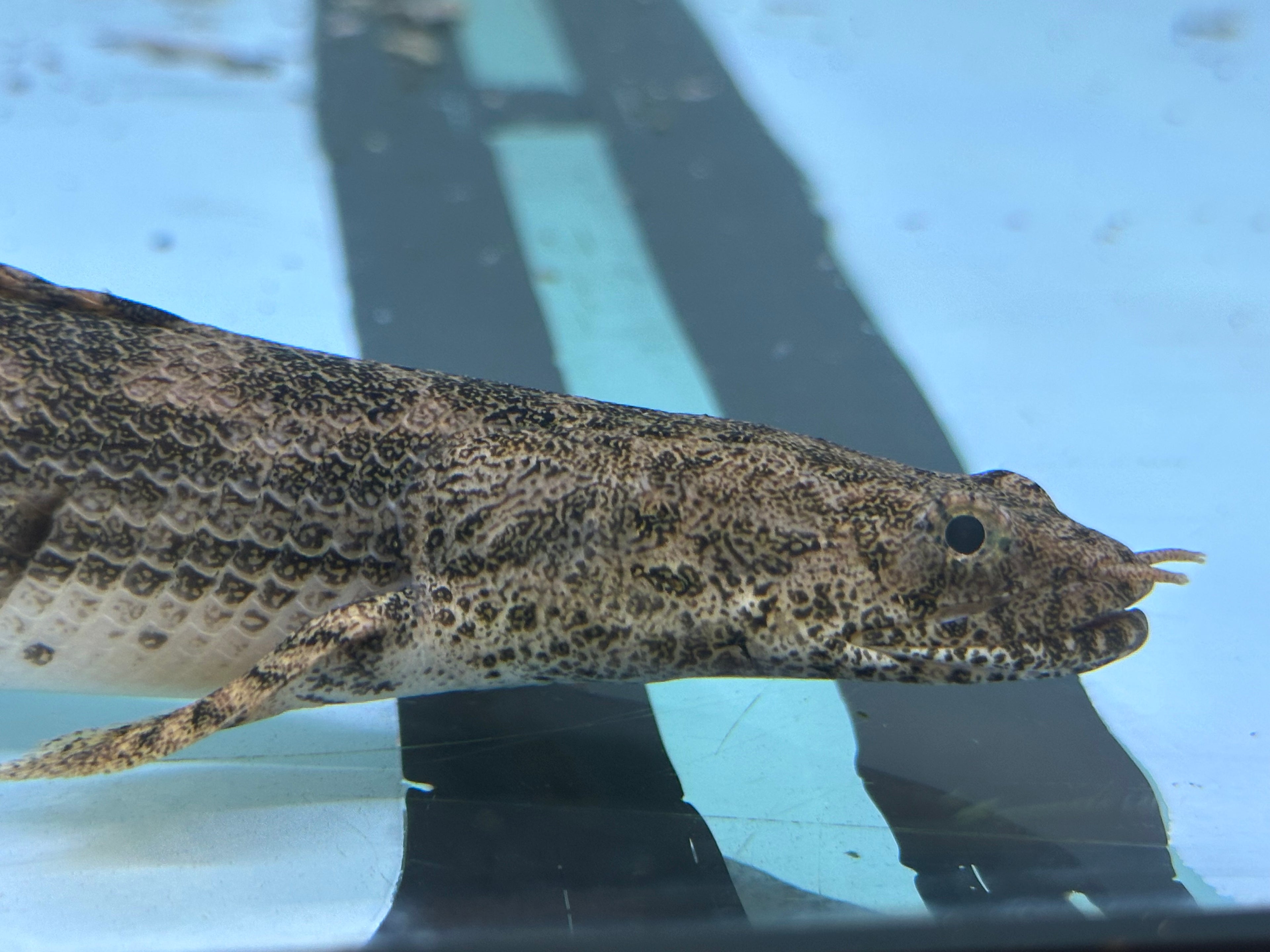 Endlicheri x Lapradai Hybrid Polypterus (9-10”)