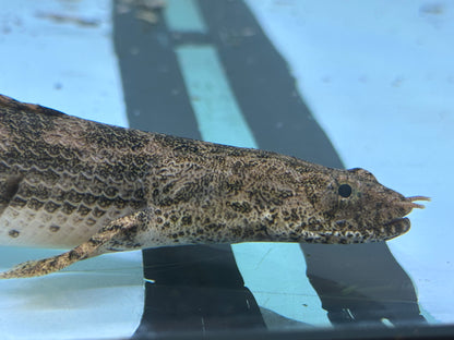Endlicheri x Lapradai Hybrid Polypterus (9-10”)