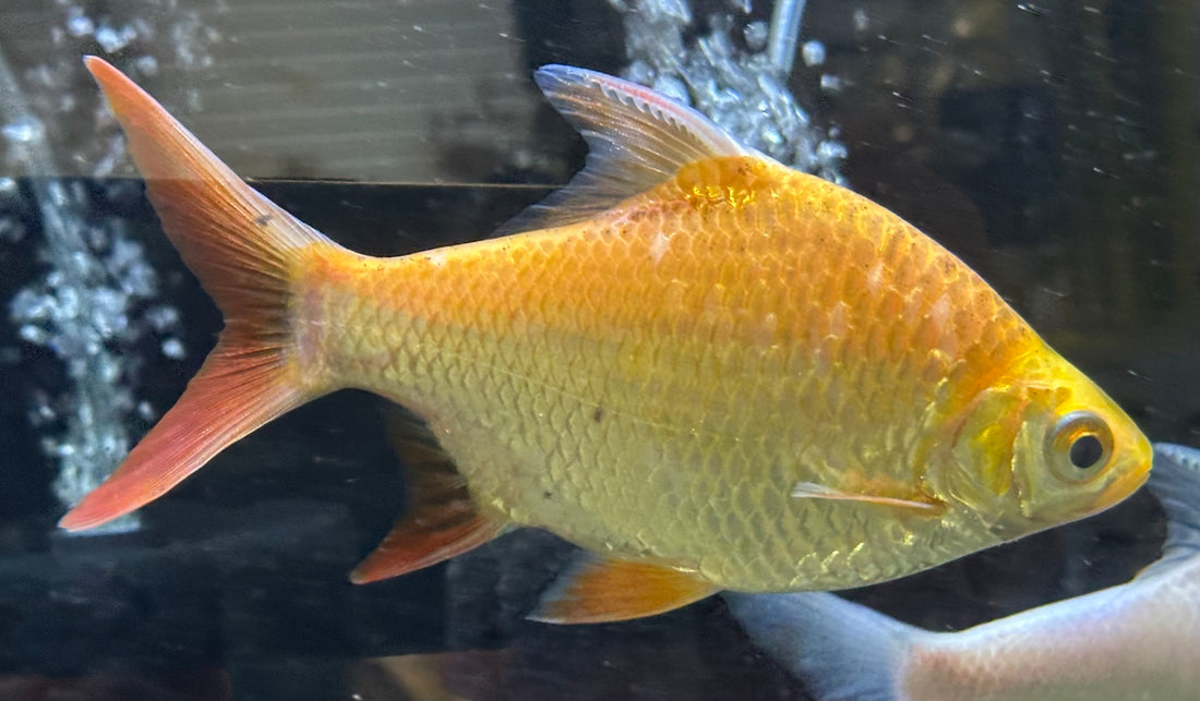 XL Xanthic Tinfoil Barb (6.5-7”)