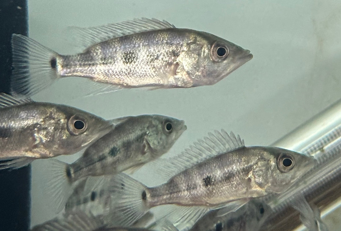 Green Bay Snook Cichlid (1.75-2”)