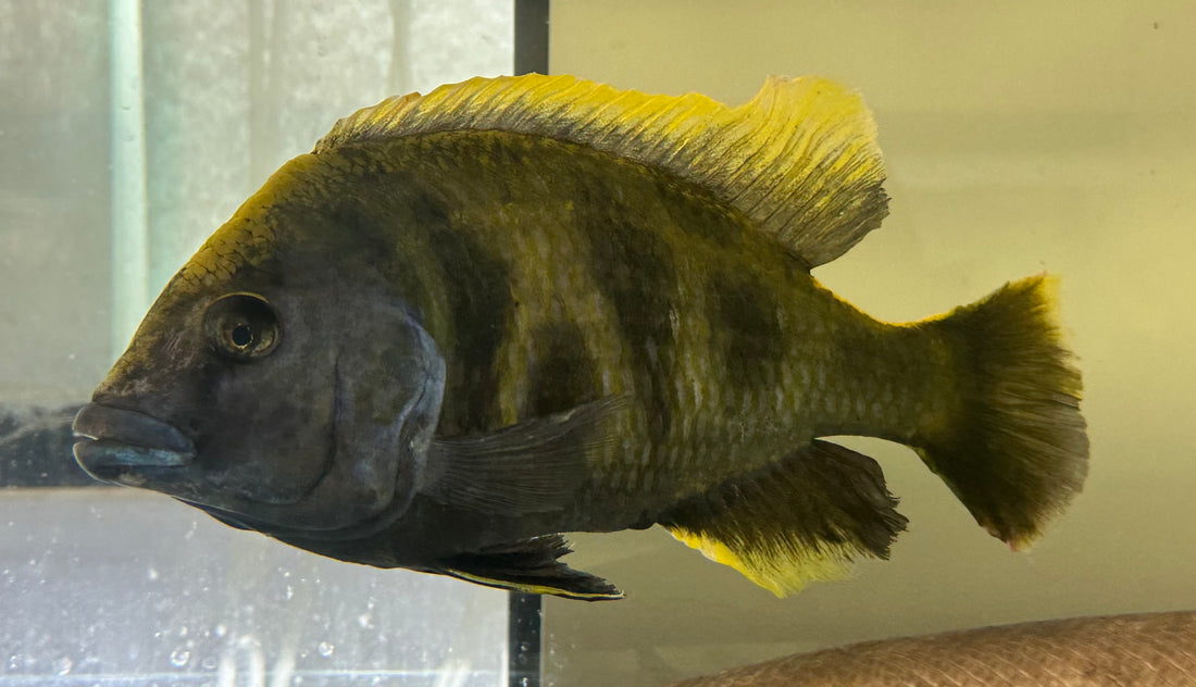 Jumbo Venustus Hap Cichlid (8”)