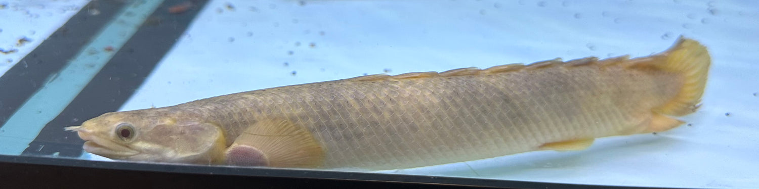 XL Marble Senegal Polypterus (7.5-8”)