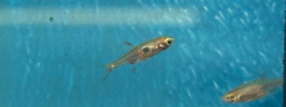 Strawberry Rasbora (.75-1”)