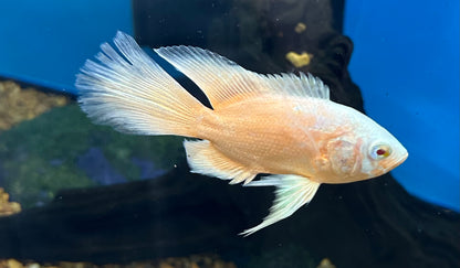 Longfin Oscar Cichlid (2.75-3”)