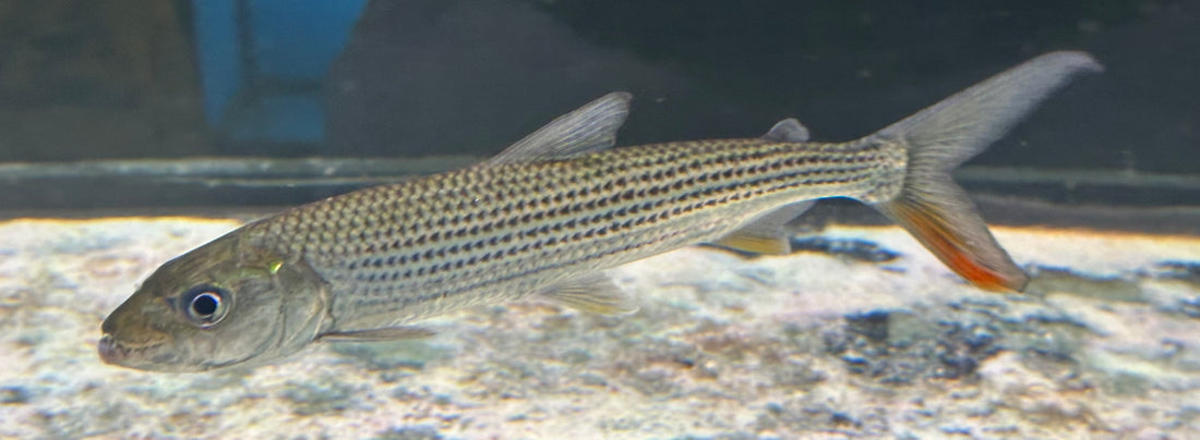 LARGE Vittatus Tiger Fish (9”)