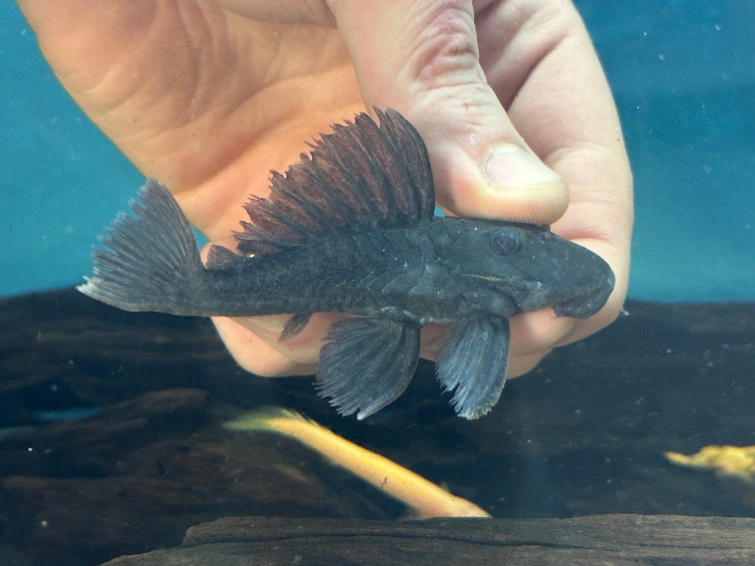 L239 Blue Panaque Pleco (2.5-3”)