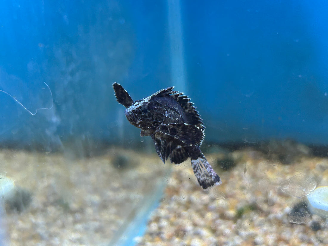 Goblin Leaf Fish (1.75-2”)