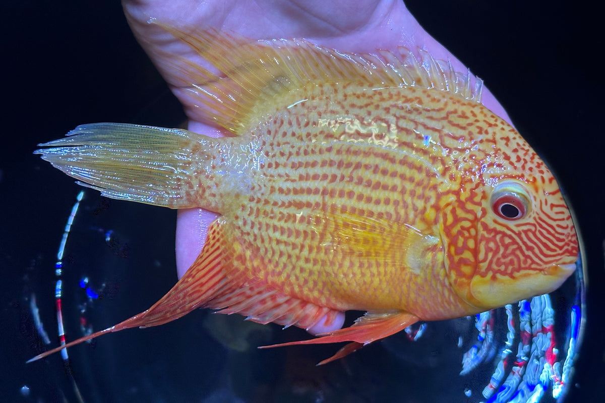 XL Red Severum Cichlid (6-7”)