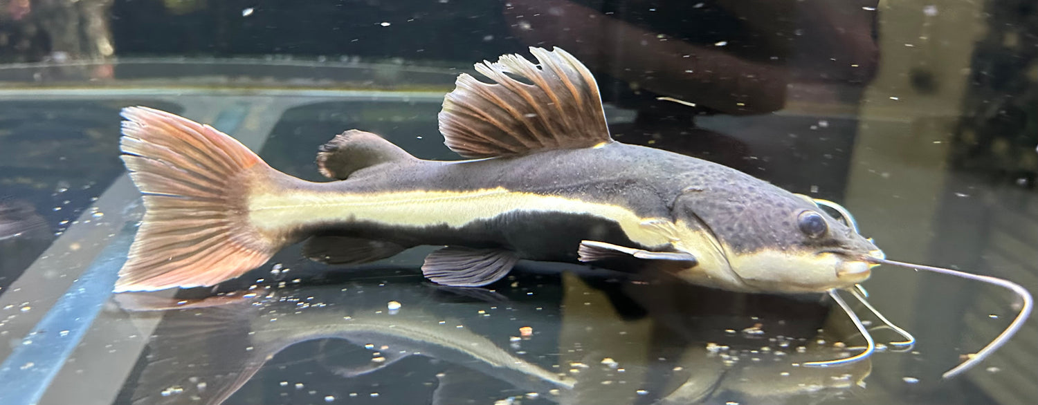 LARGE Redtail Catfish (12”)