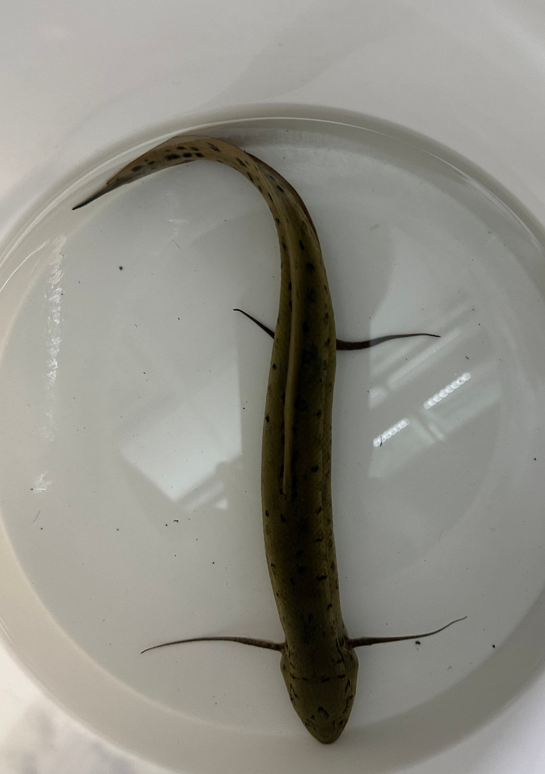 African Lungfish (9”)