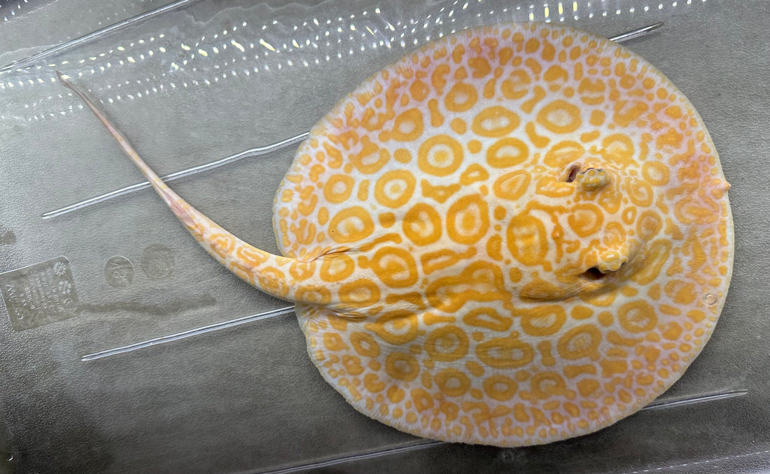 Albino “Red Lucy” Hybrid Stingray (Female 7–8”)