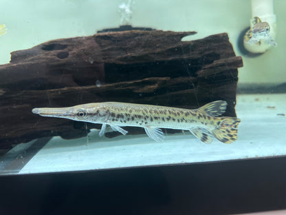 Alligator Gar (6-7”)