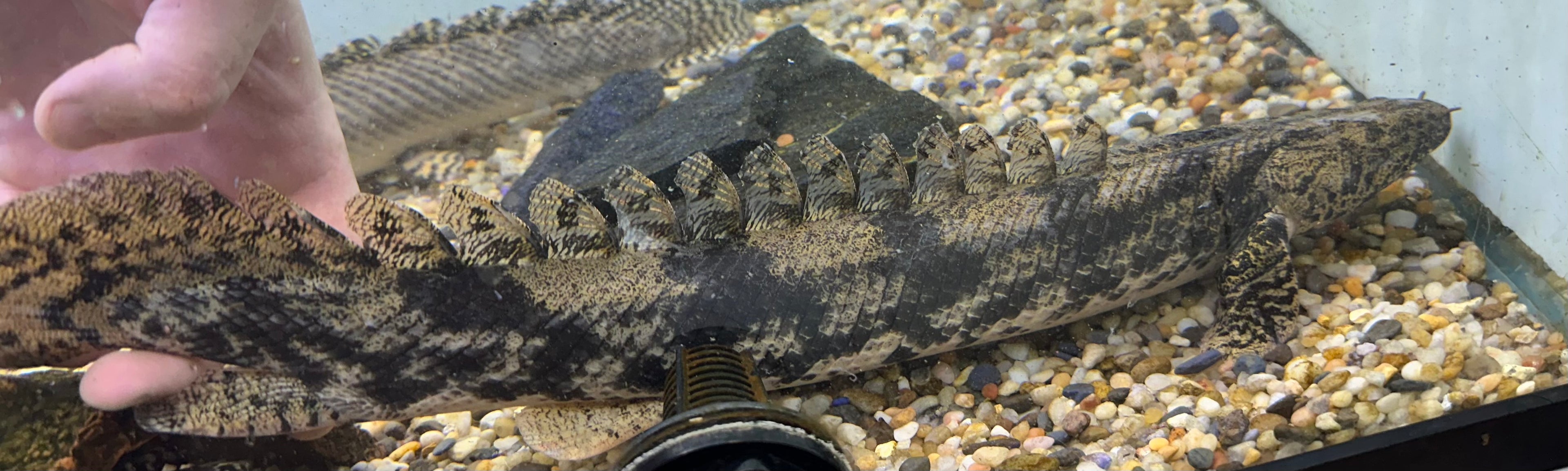 Jumbo Endlicheri Polypterus (18-20”)