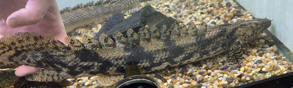 Jumbo Endlicheri Polypterus (18-20”)