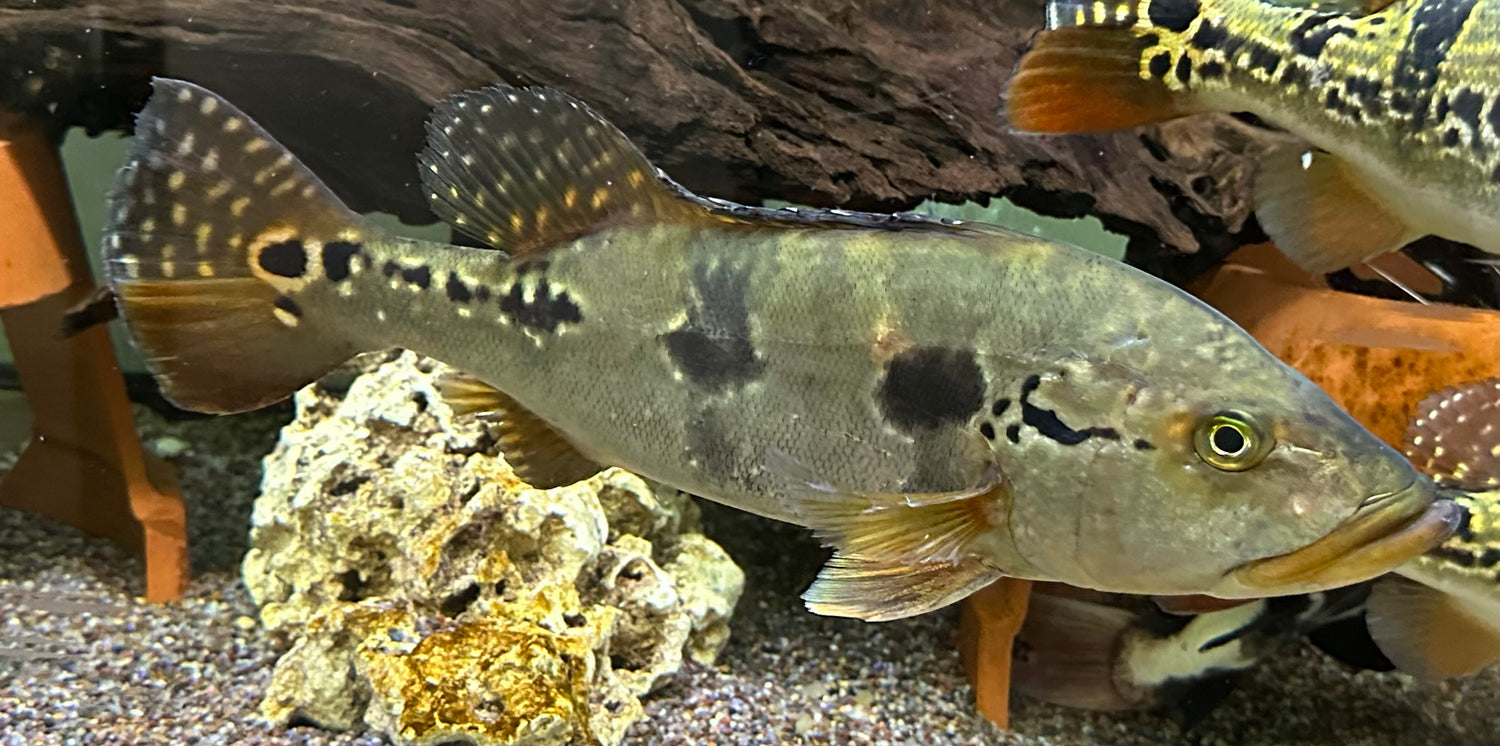 XL Pinima Peacock Bass (13-14”)