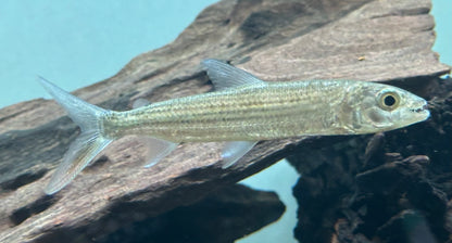 Vittatus Tigerfish (3.5-4”)